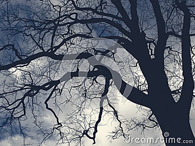 Big scary tree Stock Photo