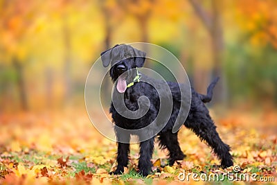 Big schnauzer dog standing in autumn park Stock Photo