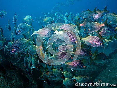 Big school of snappers underwater Stock Photo