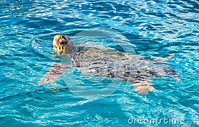 Big sea turtle Caretta spoted near Zakynthos island, Greece Stock Photo