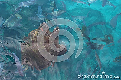 Big sea turtle Stock Photo