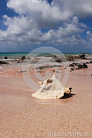 Big seashell on a seascape. Shell on pink tropical sand Stock Photo