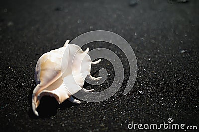 Big seashell spider conch lambis truncata on black sand coast Stock Photo
