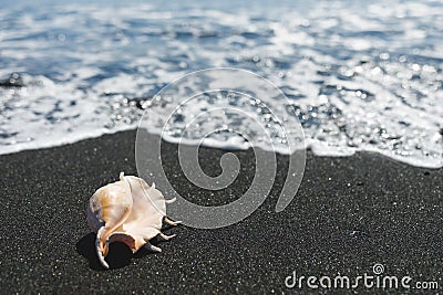 Big seashell spider conch lambis truncata on black sand shore Stock Photo