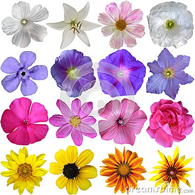 Big Selection of Various Flowers Stock Photo