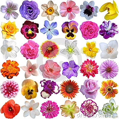 Big Selection of Various Flowers Stock Photo