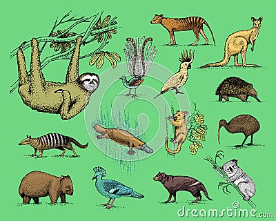 Big set of australian and new zealand symbols, animal engraved, hand drawn vector , vintage drawing tasmanian wolf, kea Vector Illustration