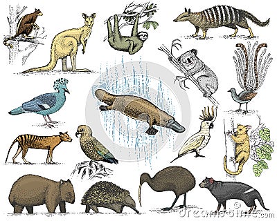 Big set of australian and new zealand symbols, animal engraved, hand drawn vector , vintage drawing tasmanian wolf, kea Vector Illustration