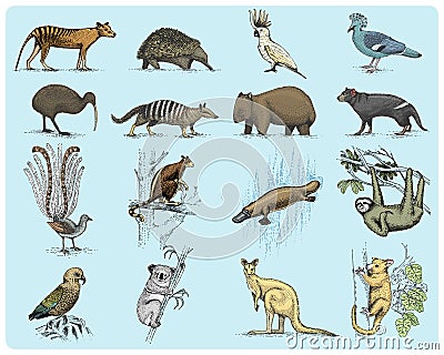 Big set of australian and new zealand symbols, animal engraved, hand drawn vector , vintage drawing tasmanian wolf, kea Vector Illustration