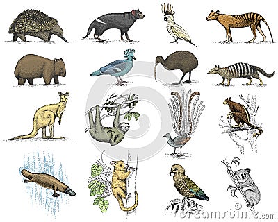 Big set of australian and new zealand symbols, animal engraved, hand drawn vector , vintage drawing tasmanian wolf, kea Vector Illustration