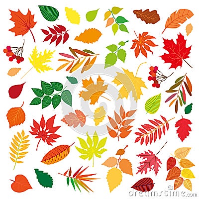 Big set of beautiful colorful autumn leaves. design elements on white background. Vector illustration. Vector Illustration