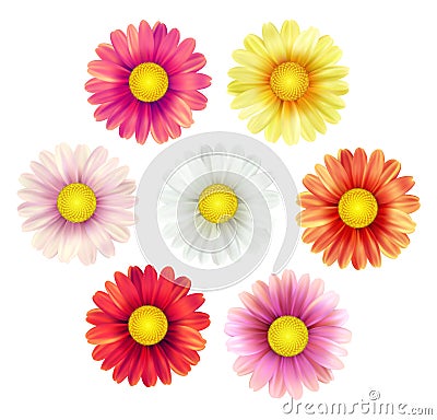 Big set of beautiful colorful spring daisy flowers isolated on white background. Vector illustration Vector Illustration