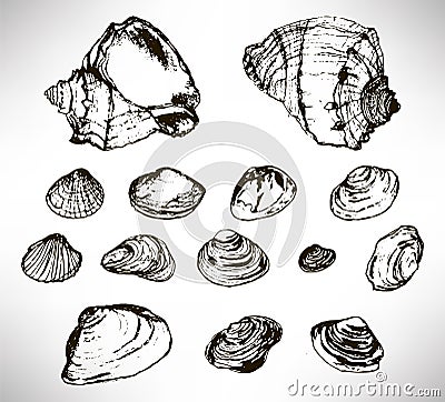 Big set of beautiful hand drawn thin line black shells. Vector Illustration