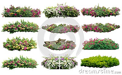 Big set of bouquet fresh bush blooming bougainvillea on isolated white background. Stock Photo