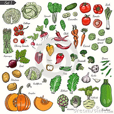 Big set of colored vegetables in sketch style Vector Illustration