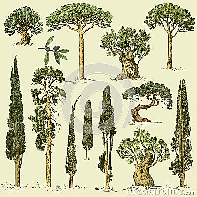 Big set of engraved, hand drawn trees include pine, olive and cypress, fir tree forest object Vector Illustration