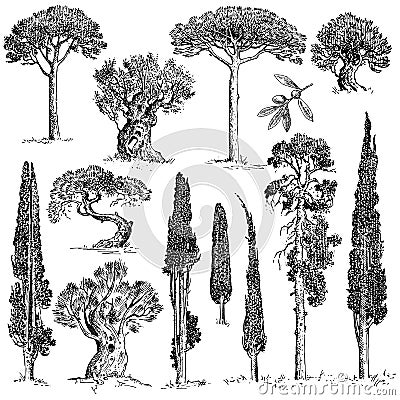 Big set of engraved, hand drawn trees include pine, olive and cypress, fir tree forest object Vector Illustration