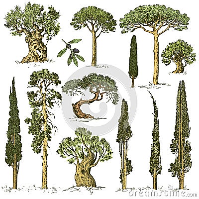 Big set of engraved, hand drawn trees include pine, olive and cypress, fir tree forest object Vector Illustration