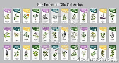 Big set of essential oil labels Vector Illustration