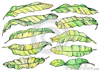 Big set exotic tropical banana green and yellow leaves. Cartoon Illustration