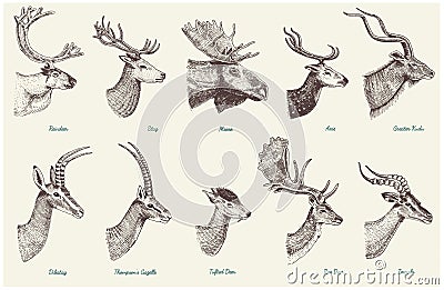 Big set of Horn, antlers Animals moose or elk with impala, gazelle and greater kudu, fallow deer reindeer and stag, doe Vector Illustration