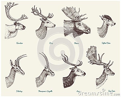 Big set of Horn, antlers Animals moose or elk with impala, gazelle and greater kudu, fallow deer reindeer and stag, doe Vector Illustration