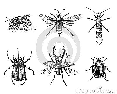 Big set of insects bugs beetles and bees many species in vintage old hand drawn style engraved illustration woodcut Vector Illustration