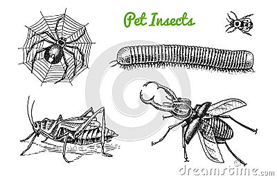 Big set of insects. Bugs Beetles Tattoo, Spider, Worm Centipede Locusts Bee. Lucanus cervus, Julida. Vintage Pets in Vector Illustration