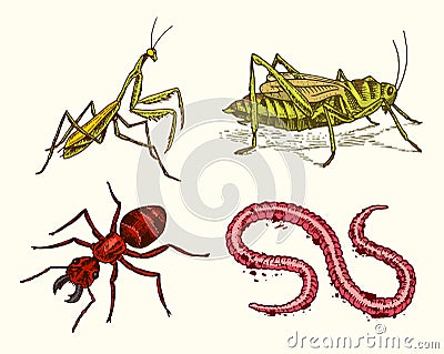 Big set of insects. Vintage Pets in house. Mantis Locusts Worm Ant in the old style. Engraved hand drawn old sketch. Vector Illustration