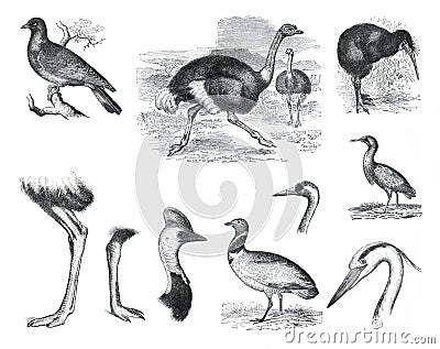 Big set of mammal bird. Cartoon zoology birds characters isolated on white background. ostrich, columba palumbus, struthio, camelu Cartoon Illustration