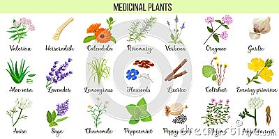 Big set of medicinal plants. Valerian, Aloe vera, lavender, peppermint, angelica root, Chamomile, verbena, anise Stock Photo