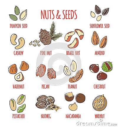 Vector illustration of doodle nuts and seeds isolated on white Vector Illustration