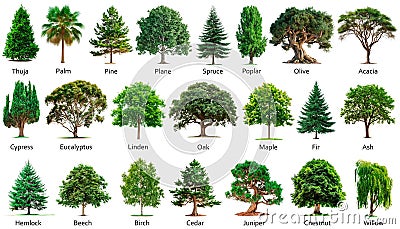 Big set of trees isolated on a white or transparent background. Bundle of trees with green leaves close-up, front view Stock Photo