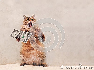 The big shaggy cat is very funny standing.shelter 8 Stock Photo