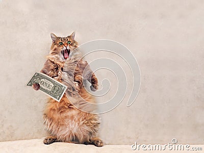 The big shaggy cat is very funny standing.shelter 10 Stock Photo