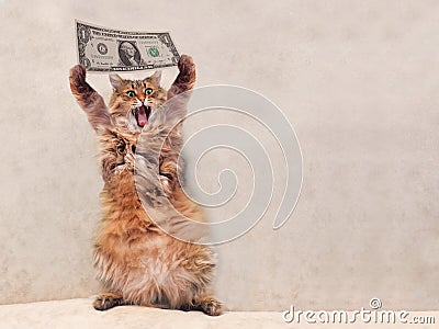 The big shaggy cat is very funny standing.shelter 13 Stock Photo