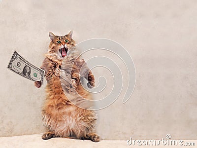 The big shaggy cat is very funny standing.shelter 3 Stock Photo