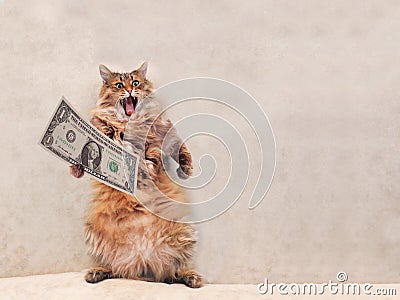 The big shaggy cat is very funny standing.shelter 2 Stock Photo