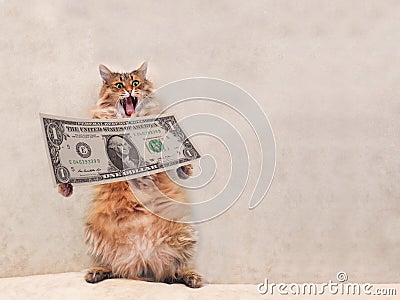 The big shaggy cat is very funny standing.shelter 1 Stock Photo