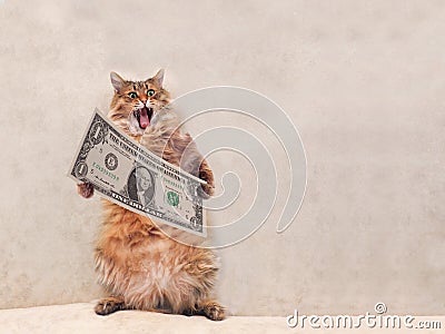 The big shaggy cat is very funny standing.shelter 4 Stock Photo