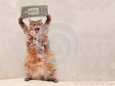 The big shaggy cat is very funny standing.shelter 12 Stock Photo