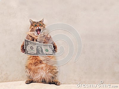 The big shaggy cat is very funny standing.shelter 6 Stock Photo