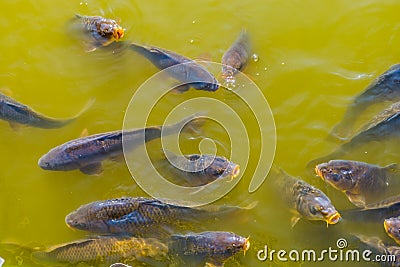 Big shoal of common carps swimming together and coming above the water with their mouths, common fish specie from Europe Stock Photo