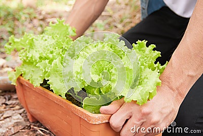 Medium Shot Gardener Hold Green Lettuce Pot Stock Photo