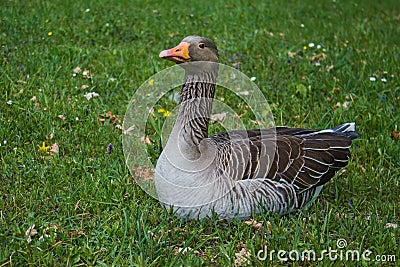 Wild goose sitting on bright green grass Stock Photo