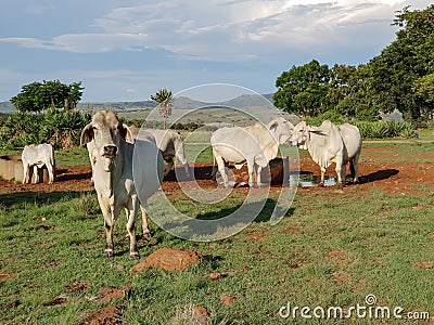 Medium shot of white Brahman cattle at a waterhole. Stock Photo