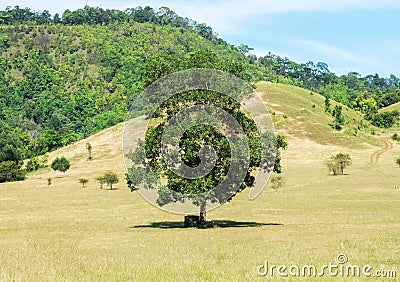Big Single Tree Standing Alone in The Green Field and Handmade Chair under The Shadow of Big Tree for Tourist to Rest Stock Photo