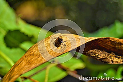 Housefly on the yellow leaves. Stock Photo