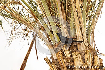 Tristram`s Starling Perched on Palm Stock Photo