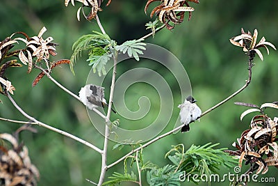 The sooty-headed bulbul Pycnonotus aurigaster is a species of songbird in the Bulbul family, Pycnonotidae. Stock Photo